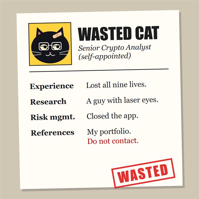 The cat's CV: senior crypto analyst, self-appointed